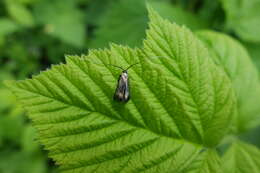 Image of Adela reaumurella Duponchel 1838