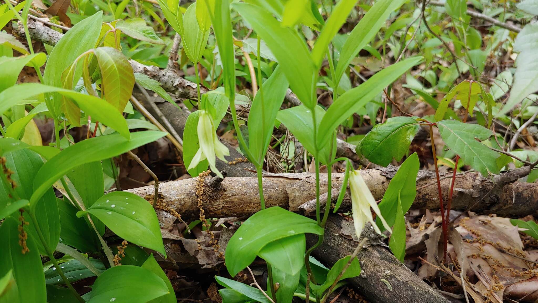 Image of Florida Bellwort