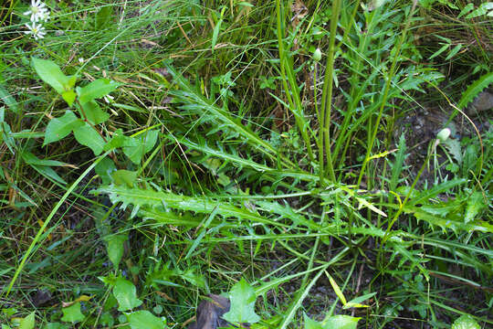 Image of Cirsium sieboldii Miq.