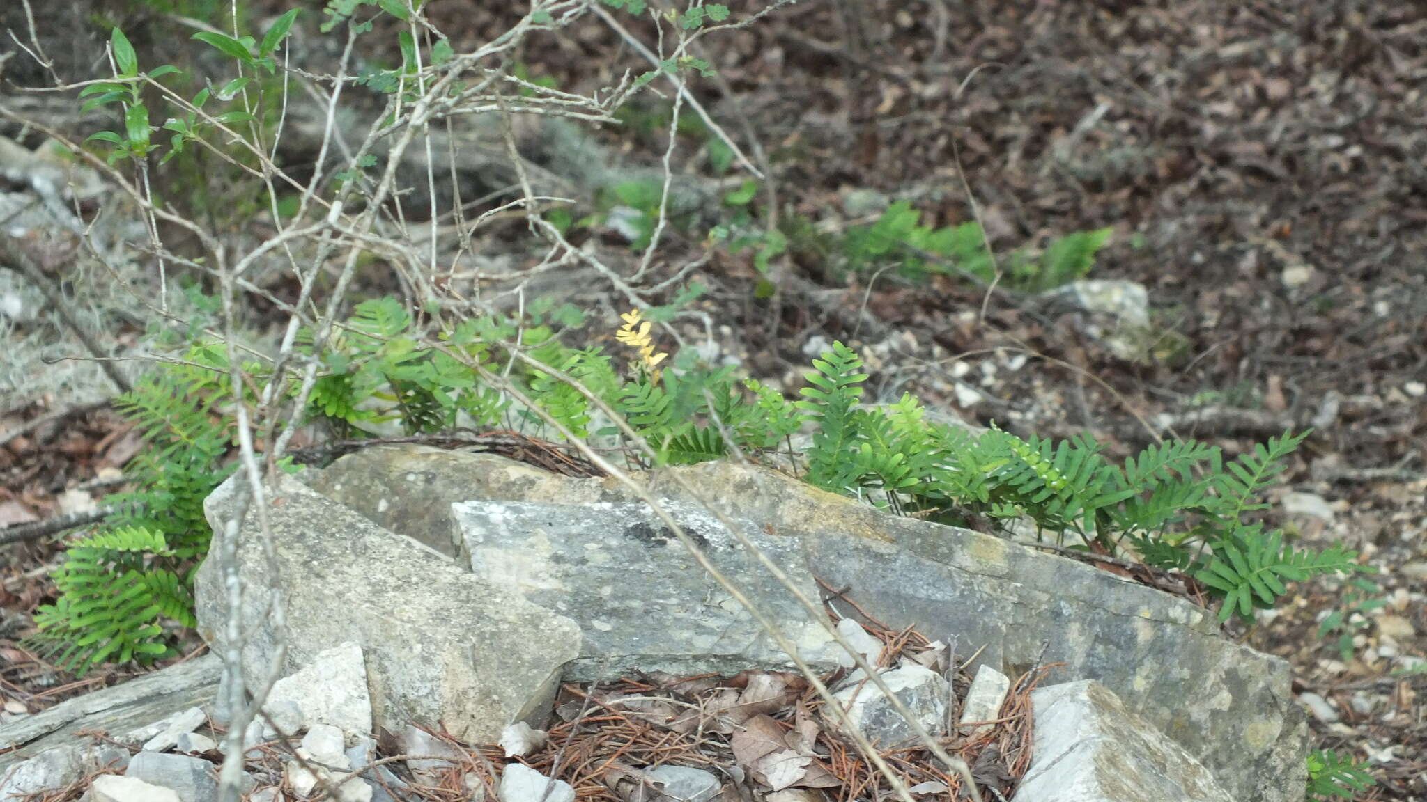 Image of Pleopeltis guttata (Maxon) E. G. Andrews & Windham