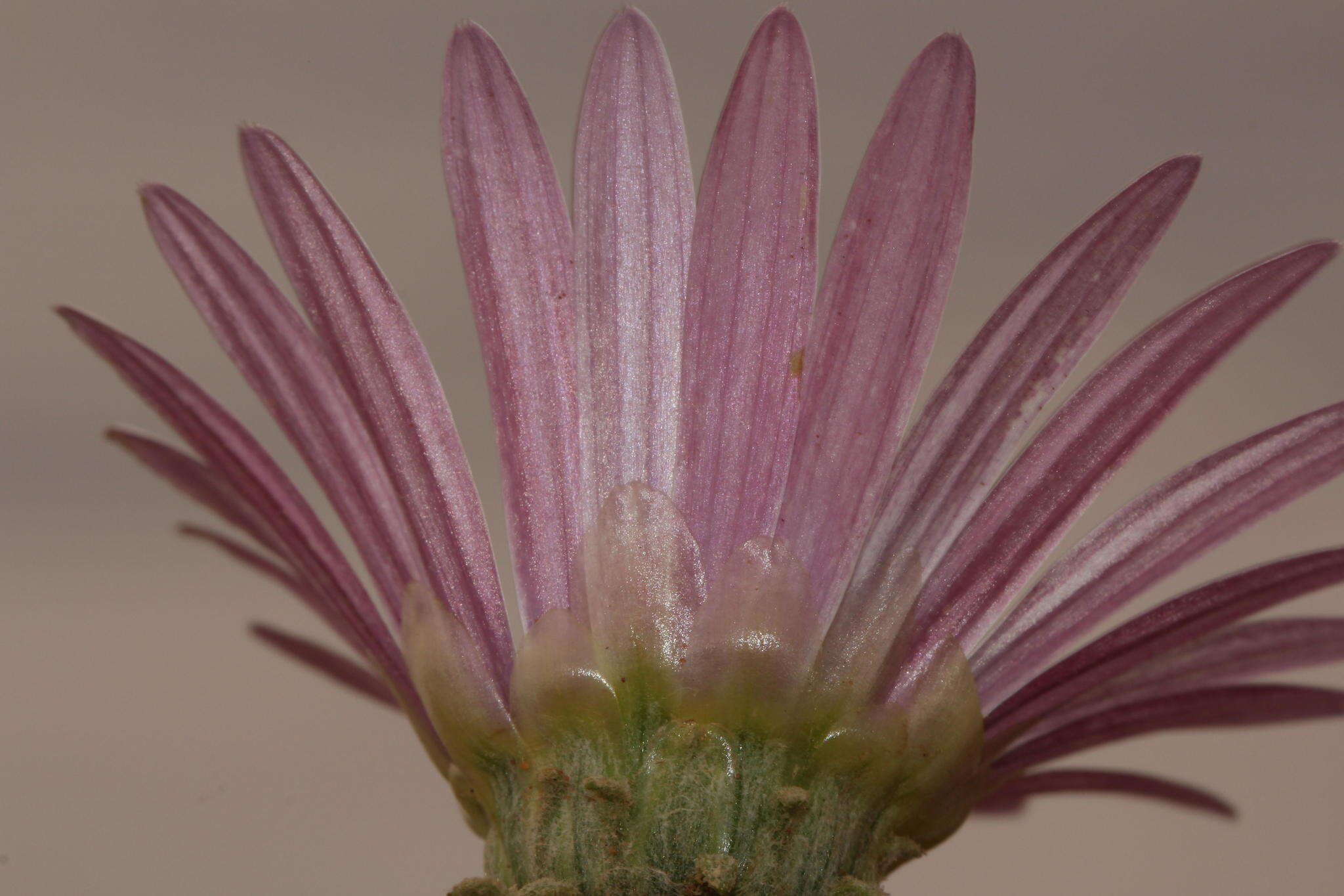 Image of Free State daisy