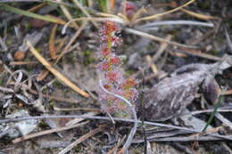 Image of Drosera platypoda Turcz.