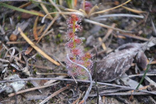 Imagem de Drosera platypoda Turcz.