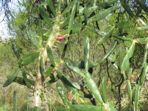 Opuntia elata Salm-Dyck resmi