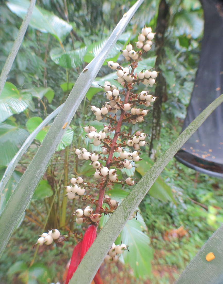 Слика од Aechmea angustifolia Poepp. & Endl.