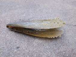 Image of horse mussel