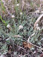 Imagem de Antennaria parlinii Fern.