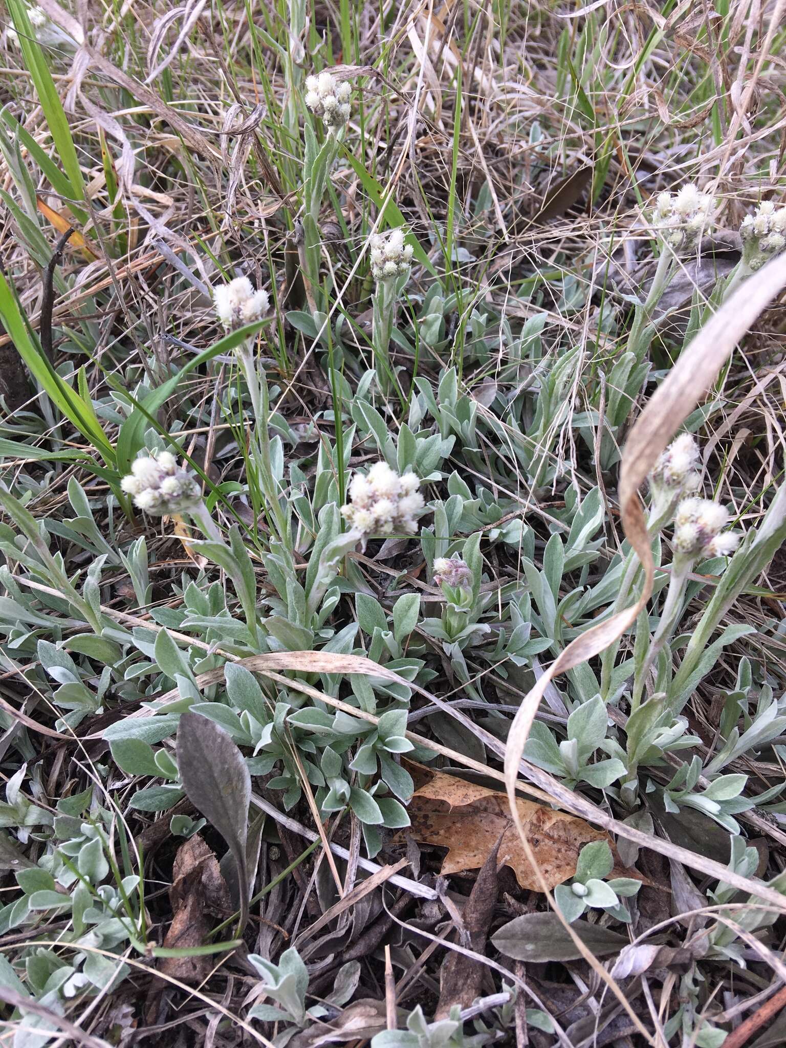 Imagem de Antennaria parlinii Fern.