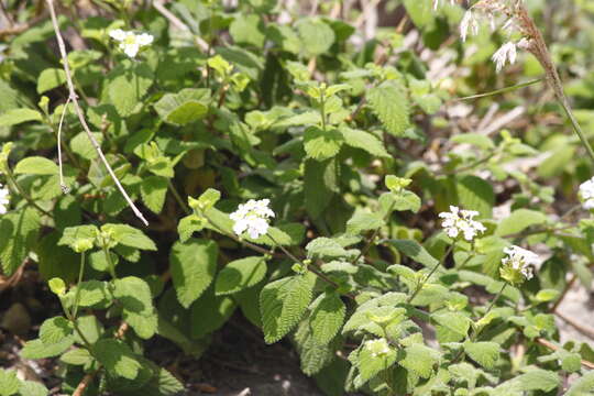 Image of velvet shrubverbena