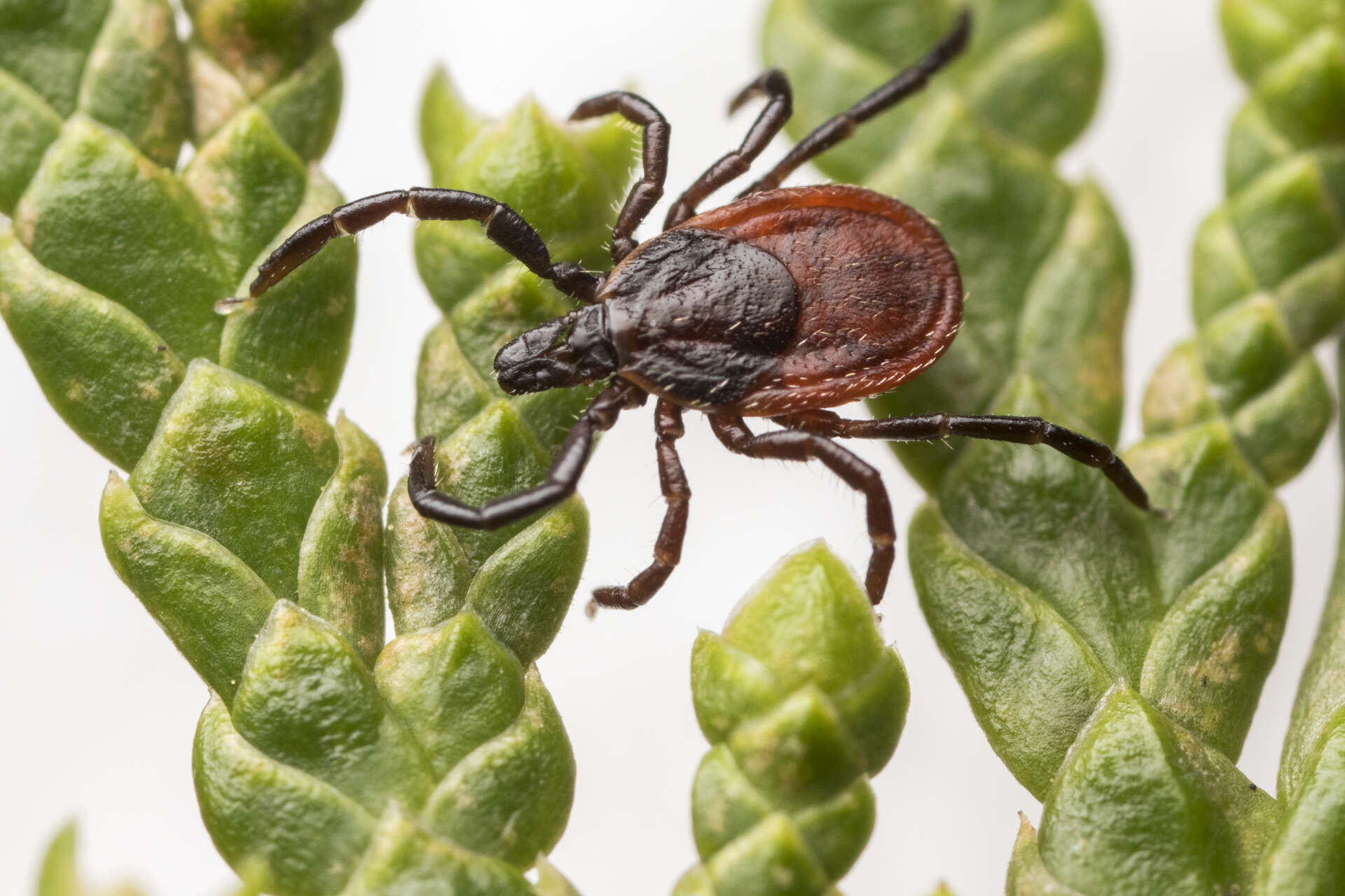 Image of Western Black-legged Tick