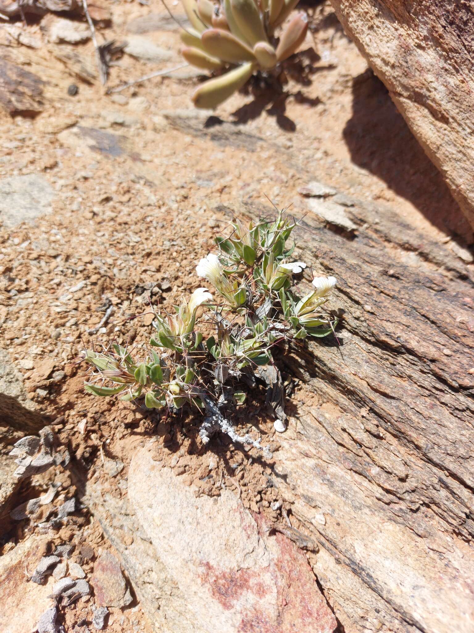 Blepharis furcata (L. fil.) Pers. resmi