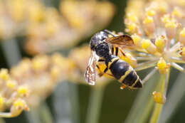 Image of Symmorphus bifasciatus (Linnaeus 1761)