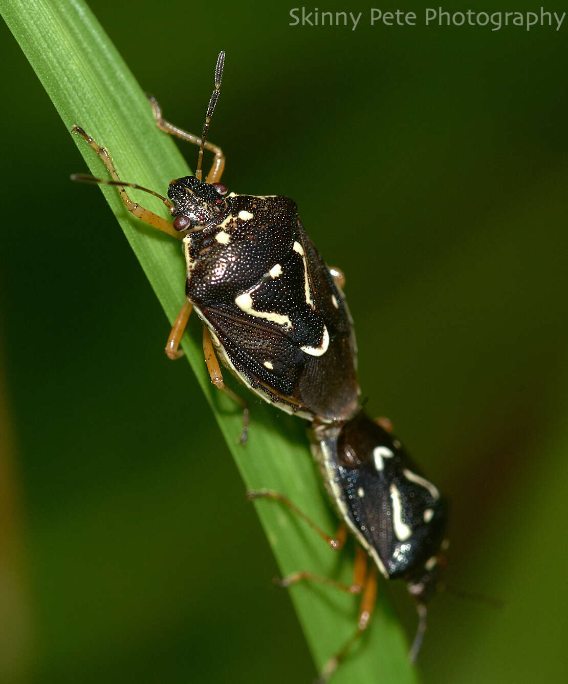 Image of Mormidea (Mormidea) pama Rolston 1978