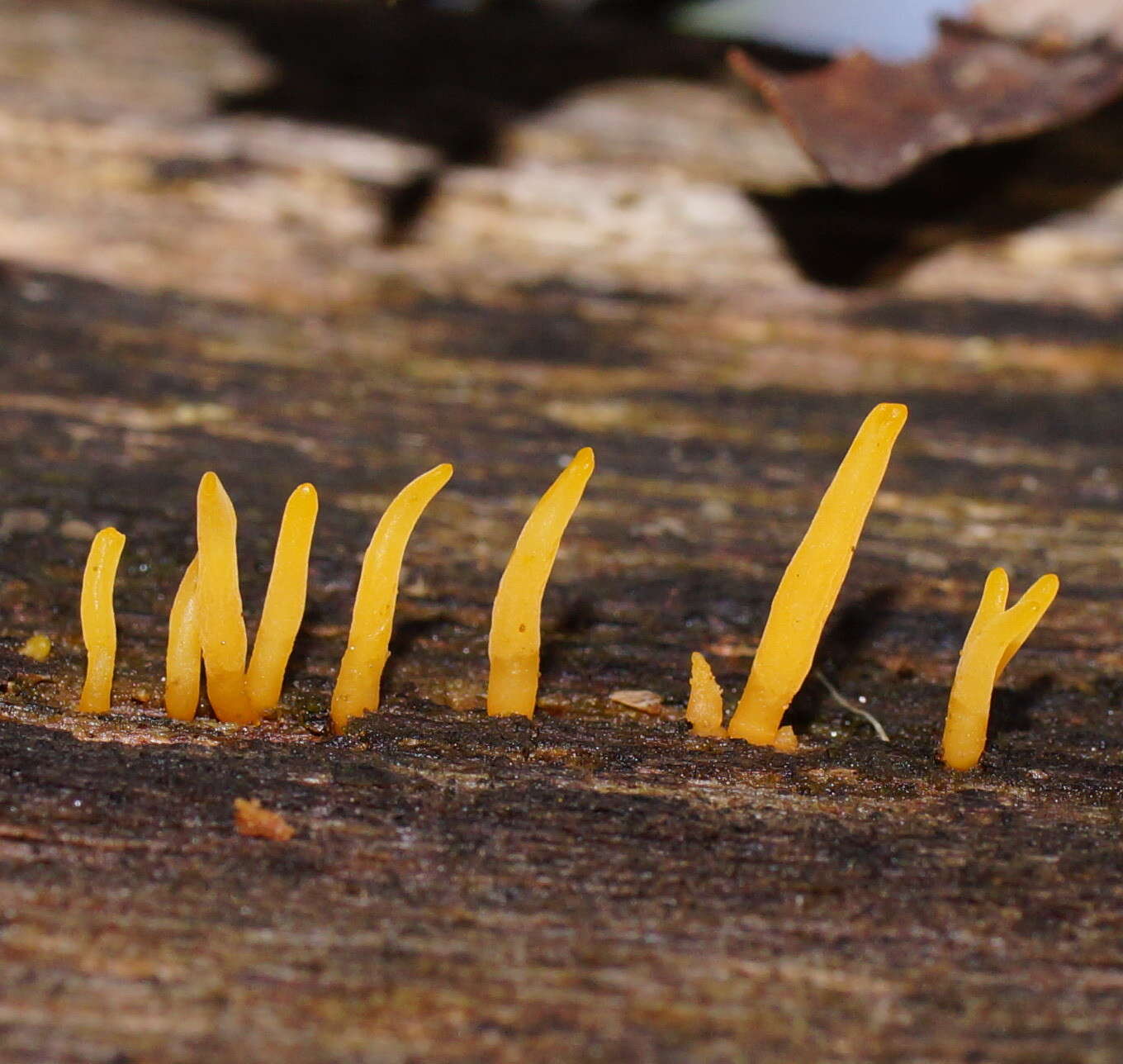 Image of Calocera sinensis McNabb 1965