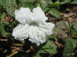 Image of hairyflower wild petunia