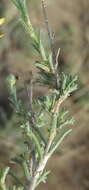 Image de Osteospermum leptolobum (Harv.) T. Norl.