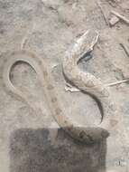 Image of Spotted Night Adder