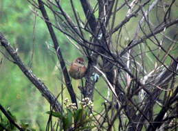 Image of Spot-breasted Thornbird