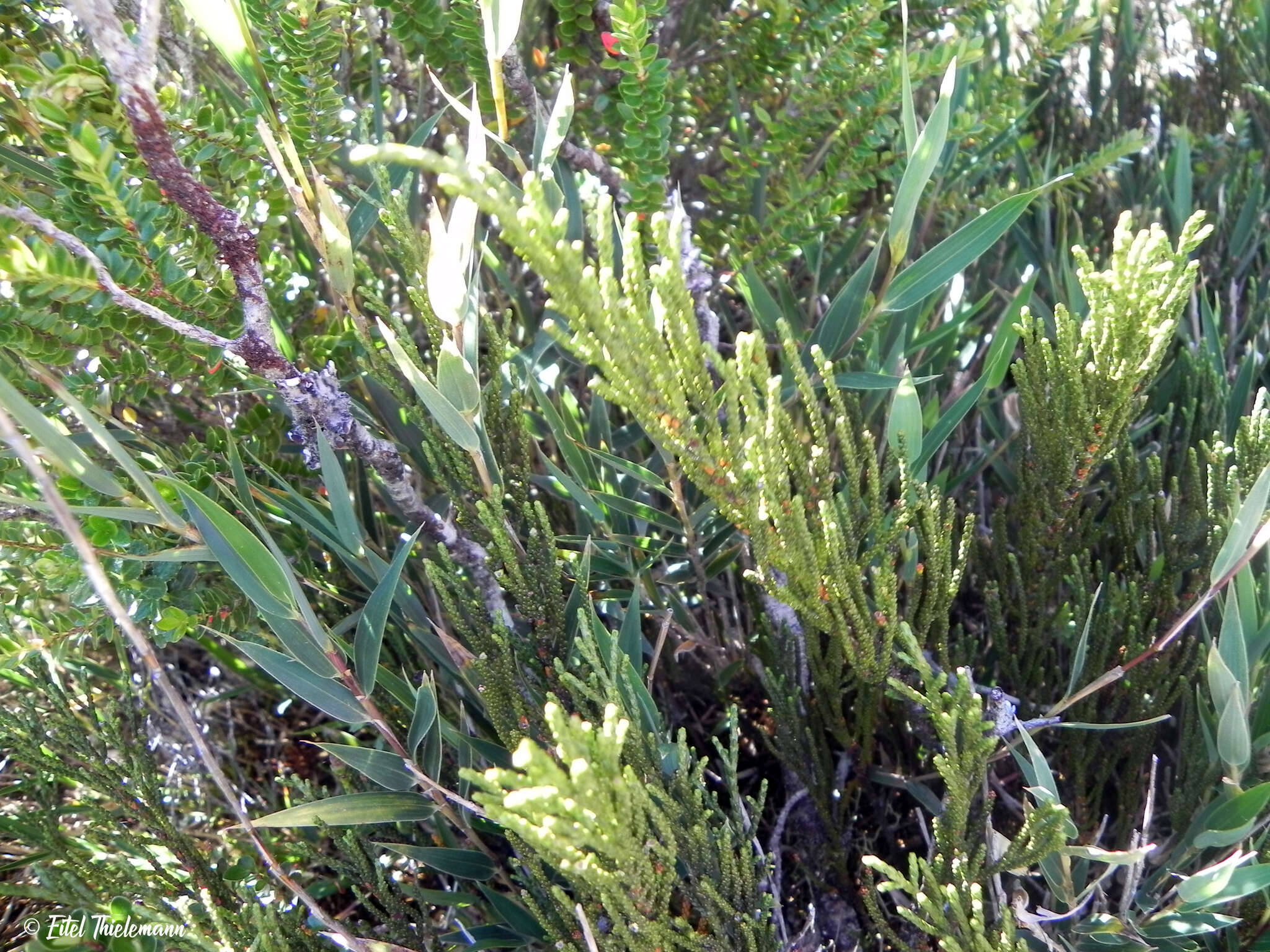 Image of Lepidothamnus fonkii Phil.