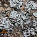 Image of rimmed navel lichen