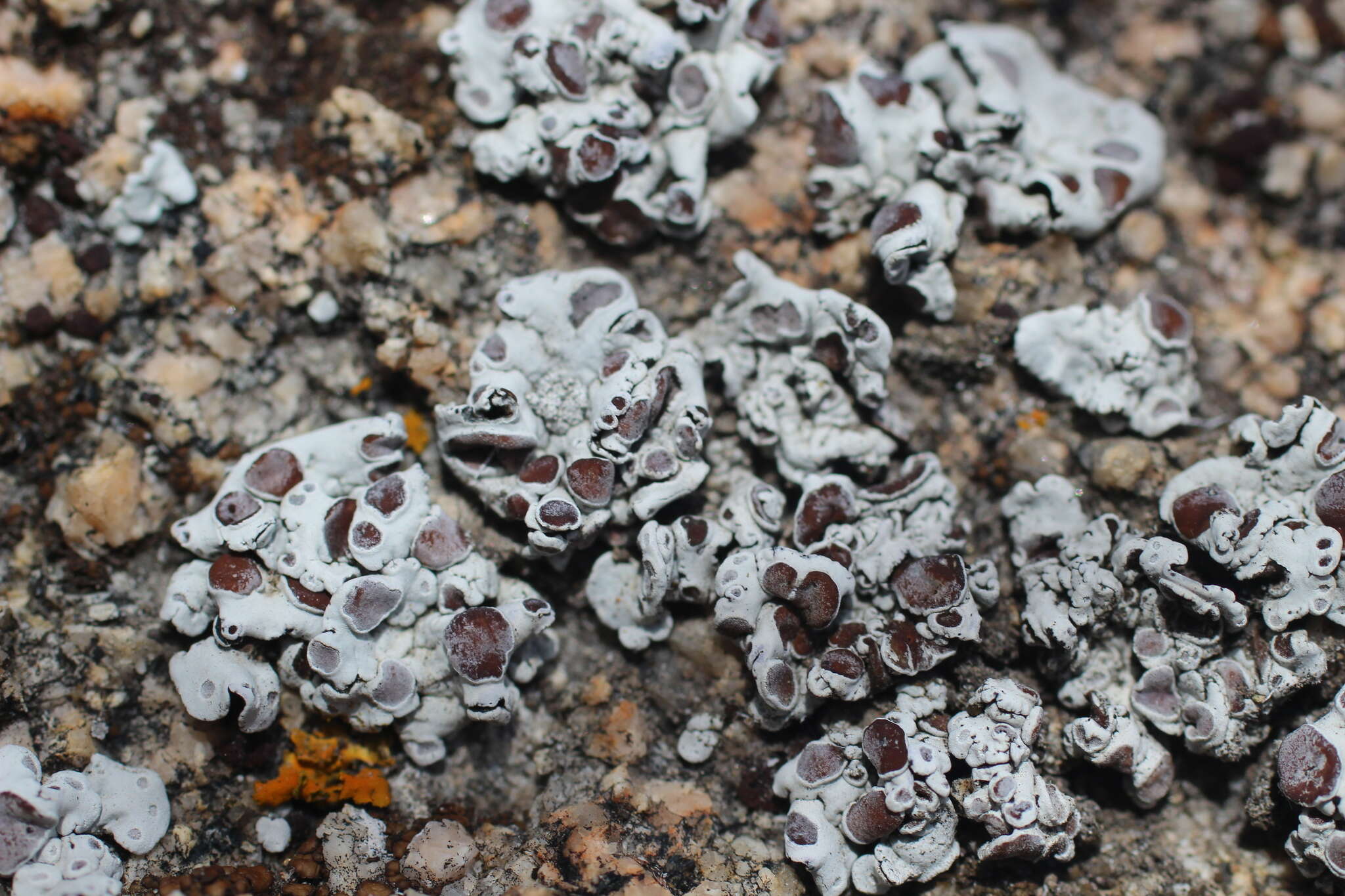 Image of rimmed navel lichen