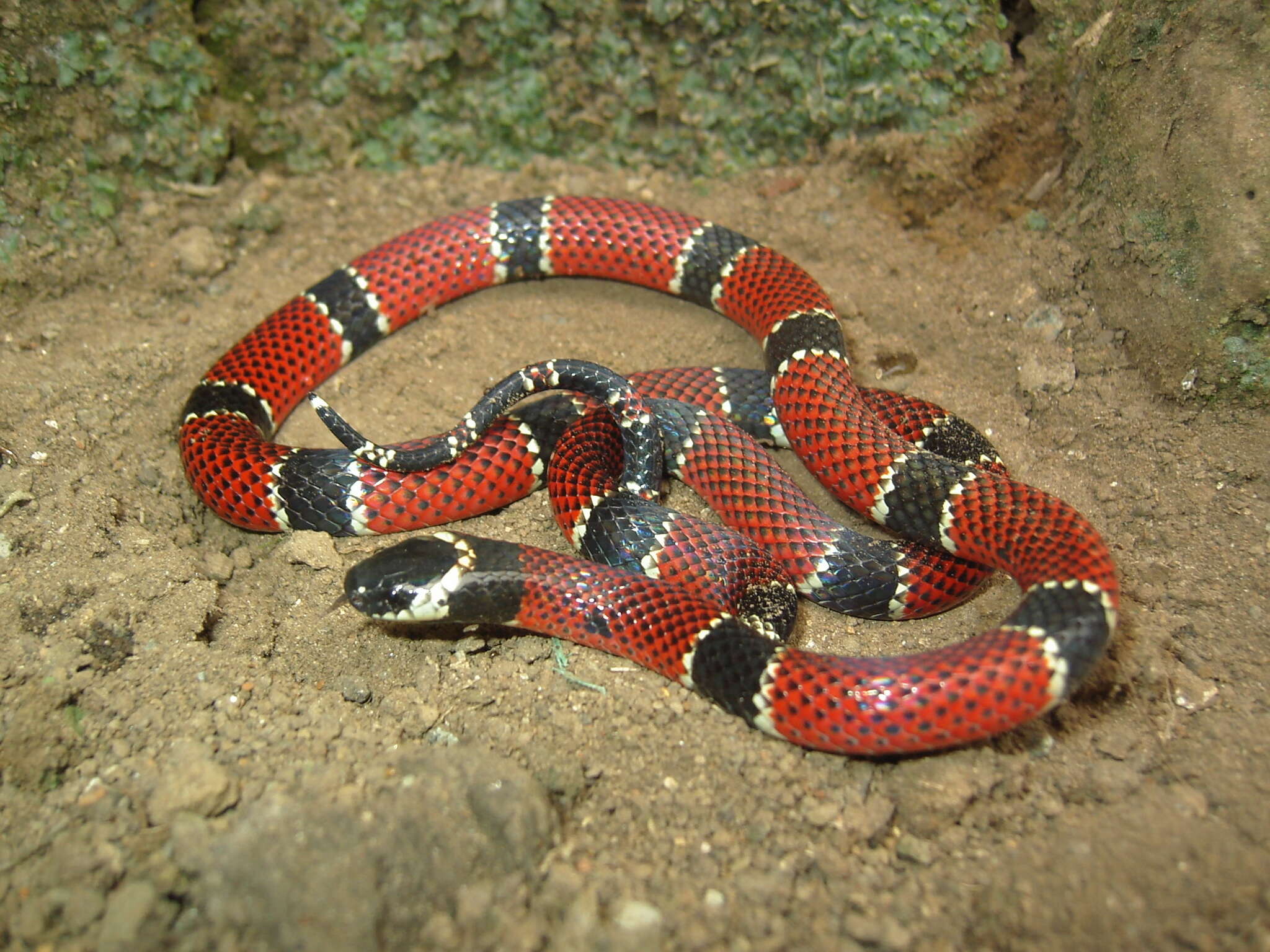 Image of Micrurus dumerilii transandinus K. P. Schmidt 1936