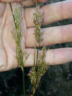 Image of Juncus sarophorus L. A. S. Johnson