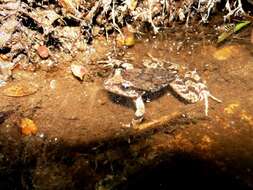 Image of Rosy Ground Frog