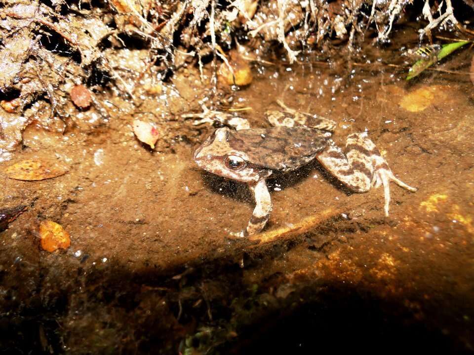 Image of Rosy Ground Frog
