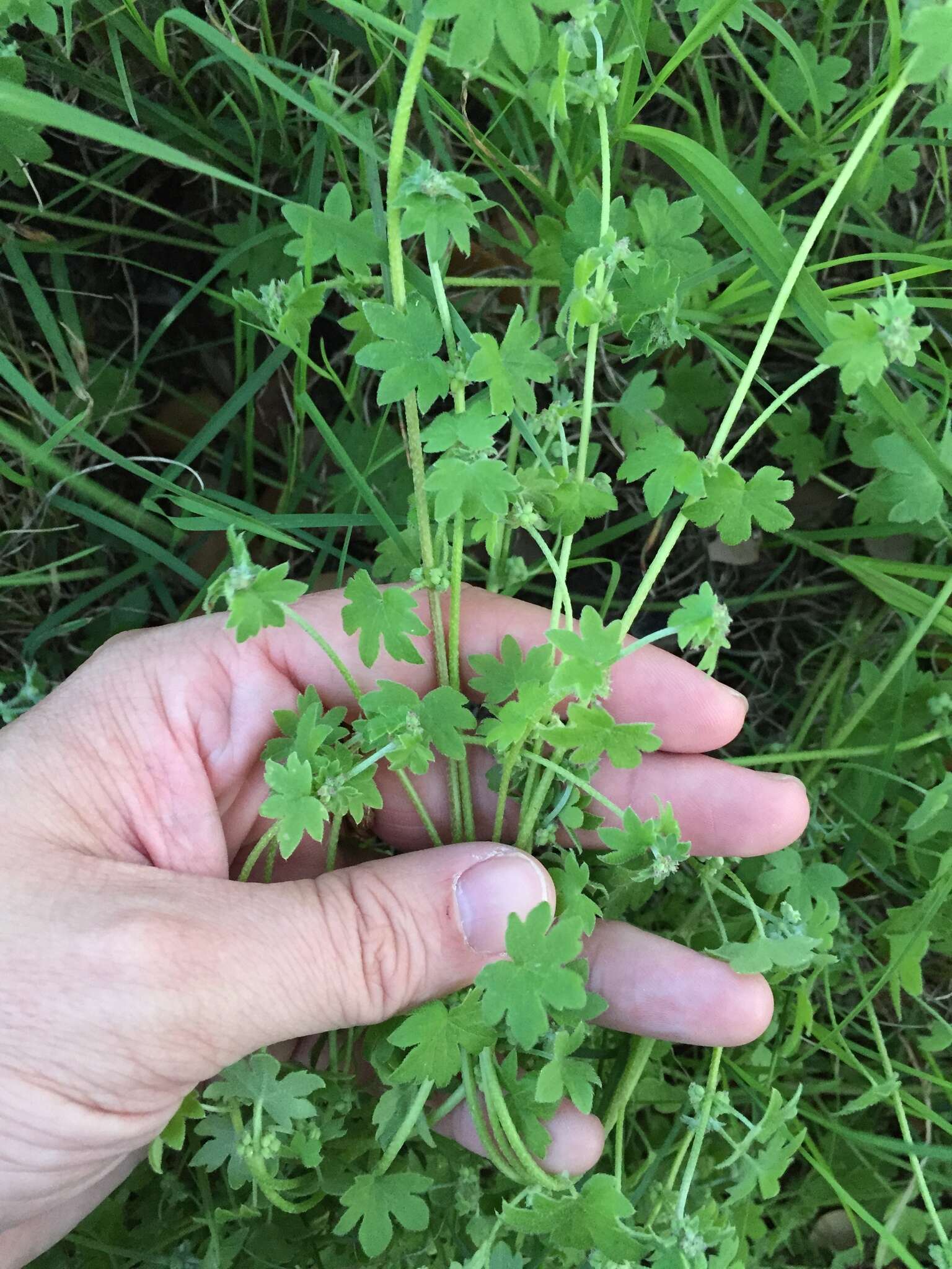 Image of hoary bowlesia