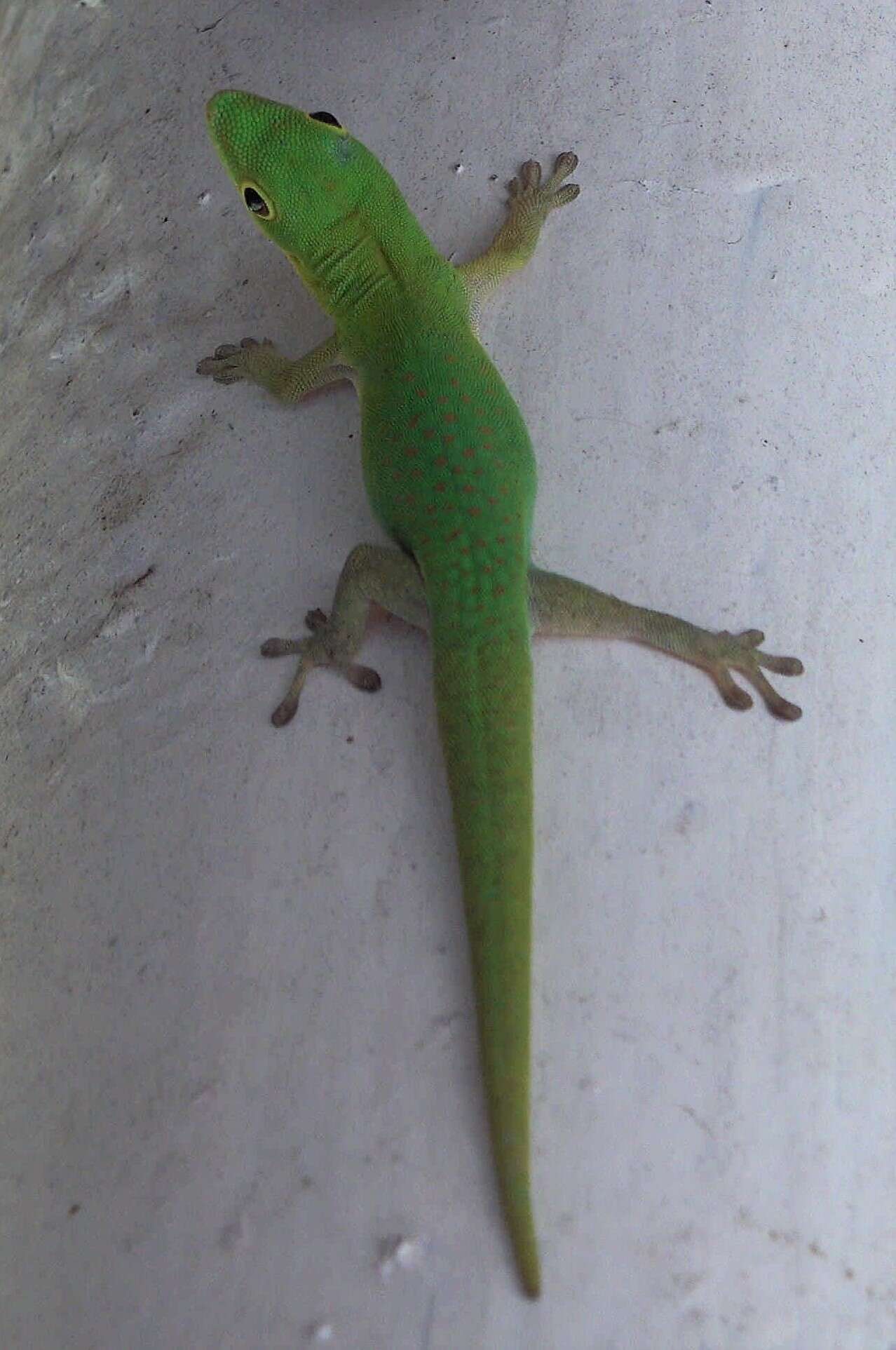 Imagem de Phelsuma v-nigra v-nigra Boettger 1913