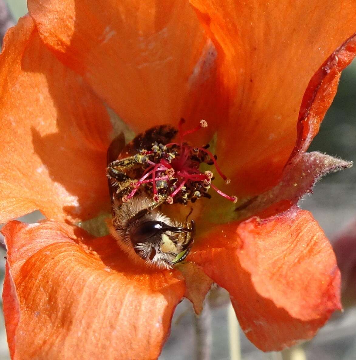 Image of Andrena sphaeralceae Linsley 1939