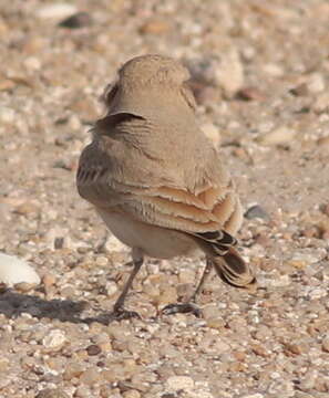 Image of Bar-tailed Desert Lark