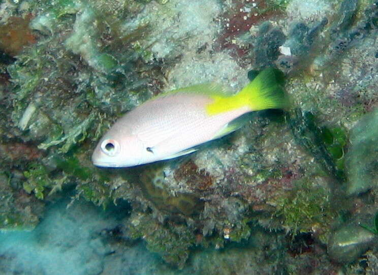 Image of Black Spot Snapper