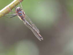 Image of Hemicordulia tenera Lieftinck 1930