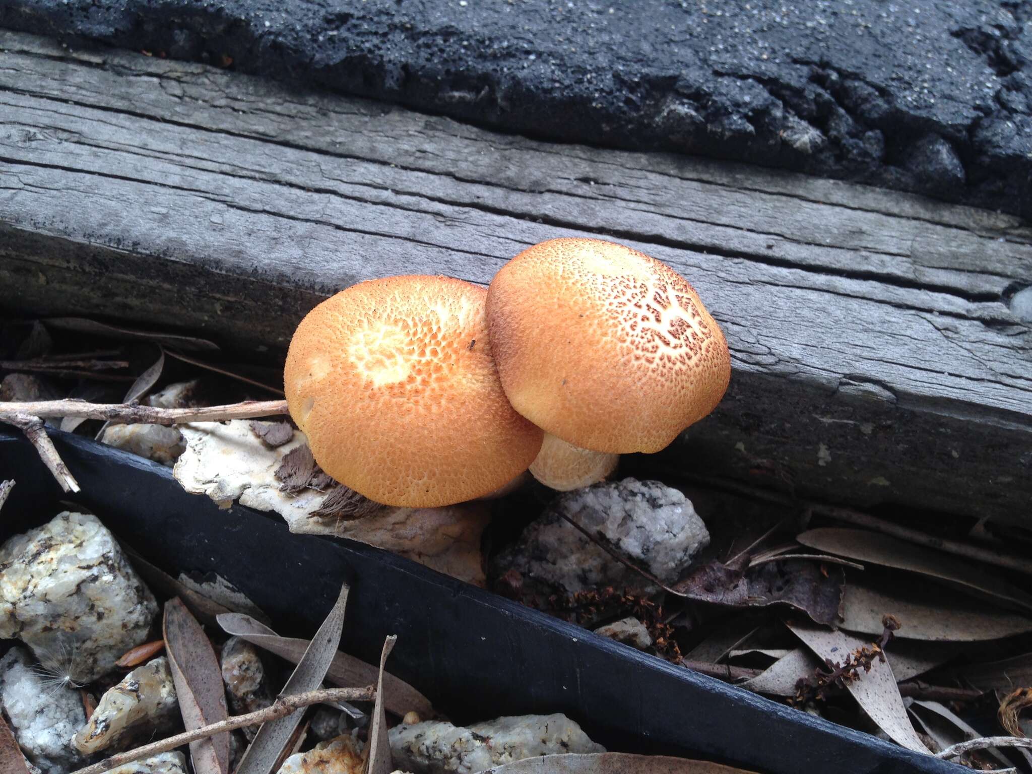 Image of Gymnopilus thiersii M. T. Seidl 1989