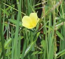 Image of Creeping ludwigia