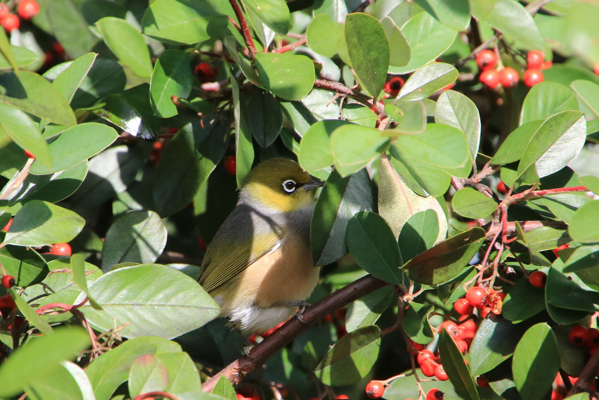 Image of Silvereye