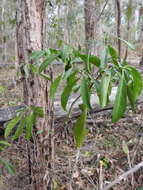 Plancia ëd Psychotria daphnoides A. Cunn. ex Hook.