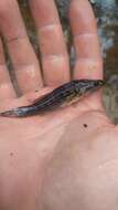 Image of Striped gudgeon