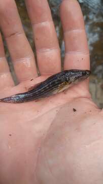 Image of Striped gudgeon