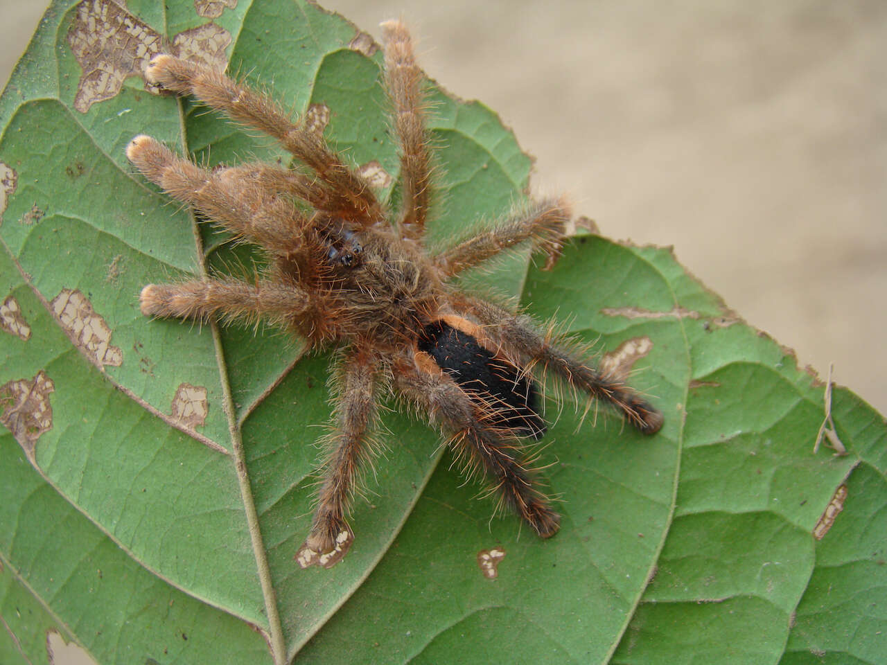 Image of Avicularia hirschii Bullmer, Thierer-Lutz & Schmidt 2006