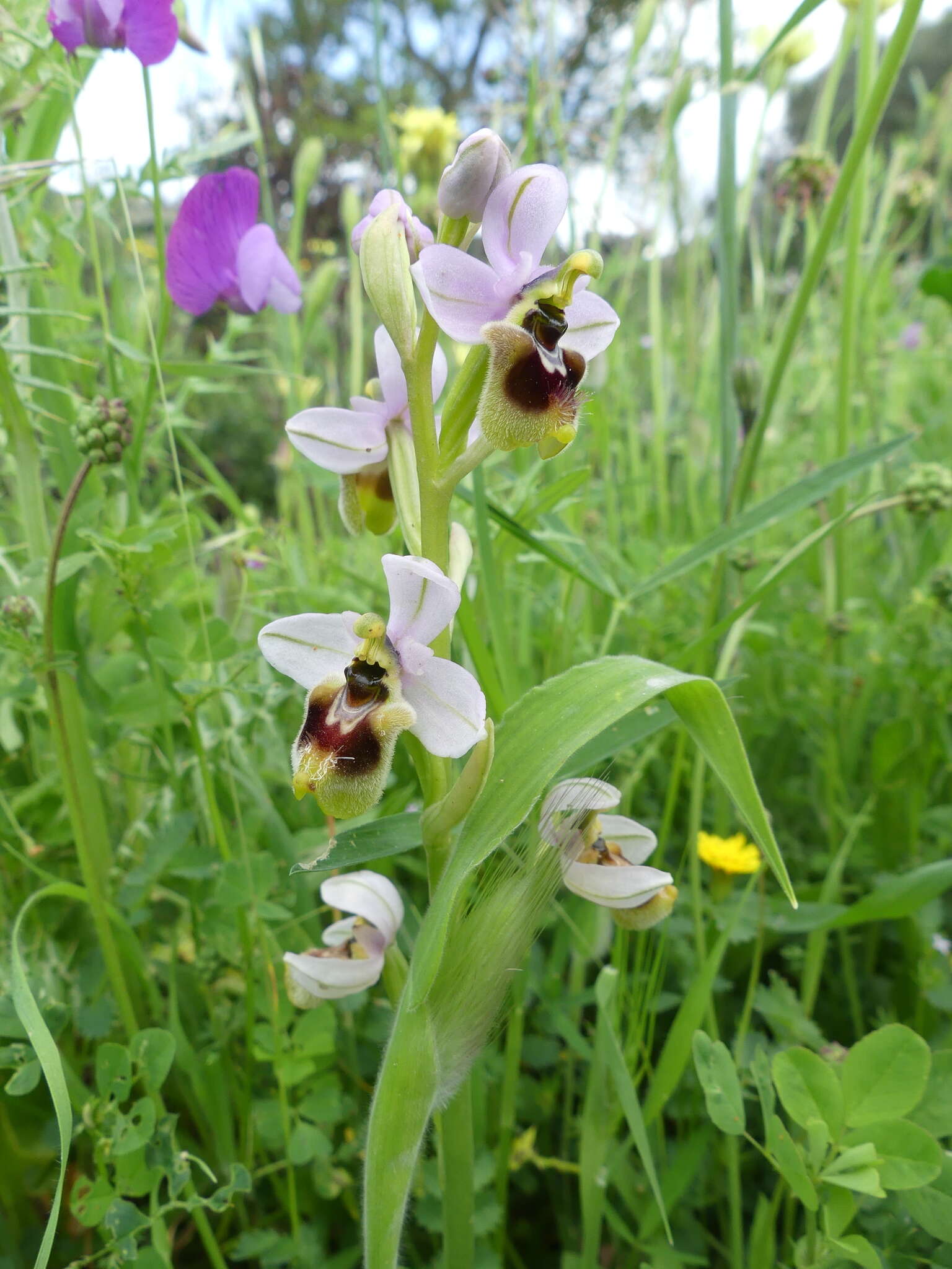 Image of Ophrys tenthredinifera subsp. neglecta (Parl.) E. G. Camus, Bergon & A. Camus