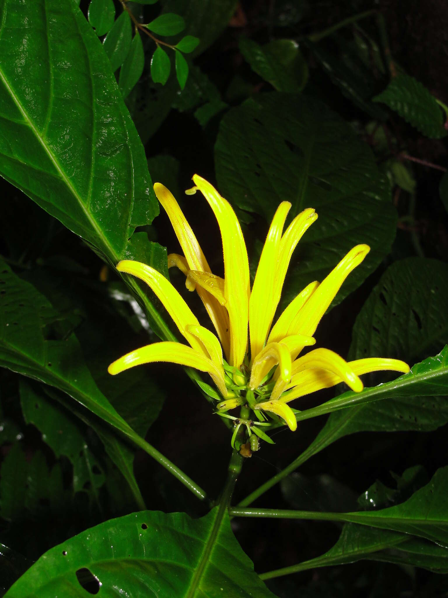 Image of Justicia aurea Schltdl.