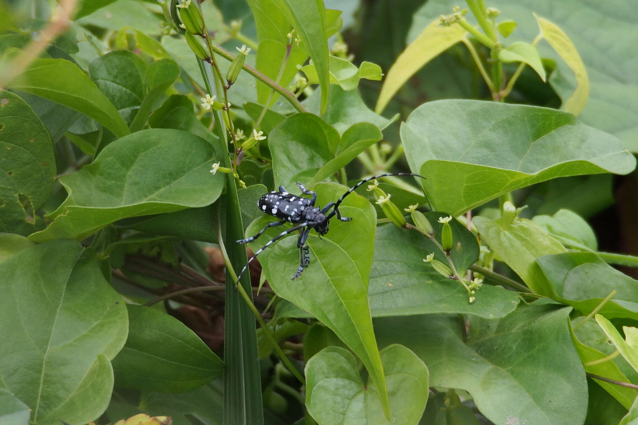 Image of Citrus long-horned beetle