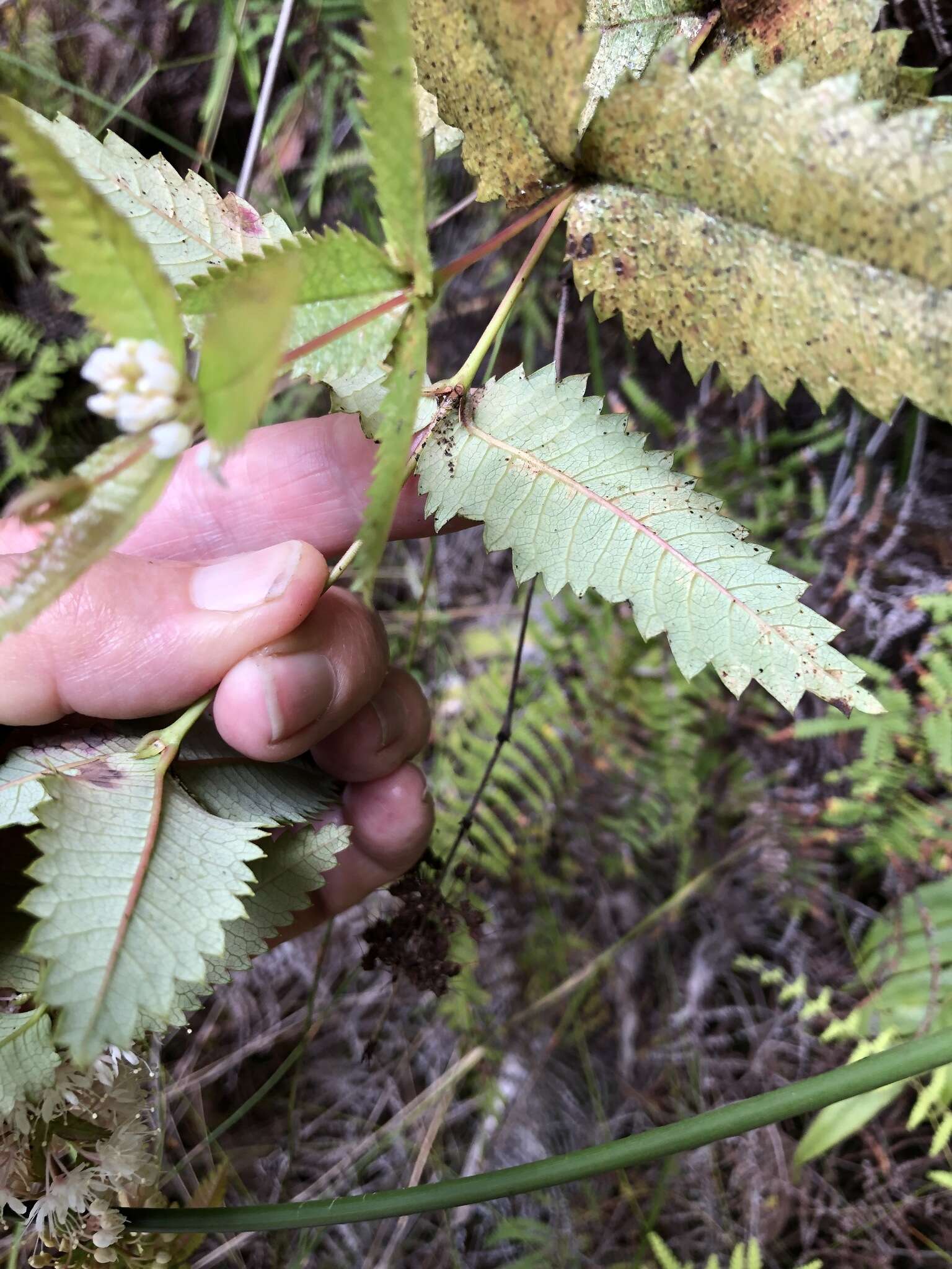 Слика од Acrophyllum