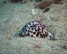 Image of Cypraea tigris schilderiana C. N. Cate 1961