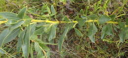 Image of <i>Rafnia <i>racemosa</i></i> subsp. racemosa