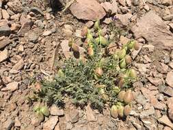 Image of Astragalus pehuenches Niederl.
