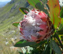 Слика од Protea magnifica Andr.